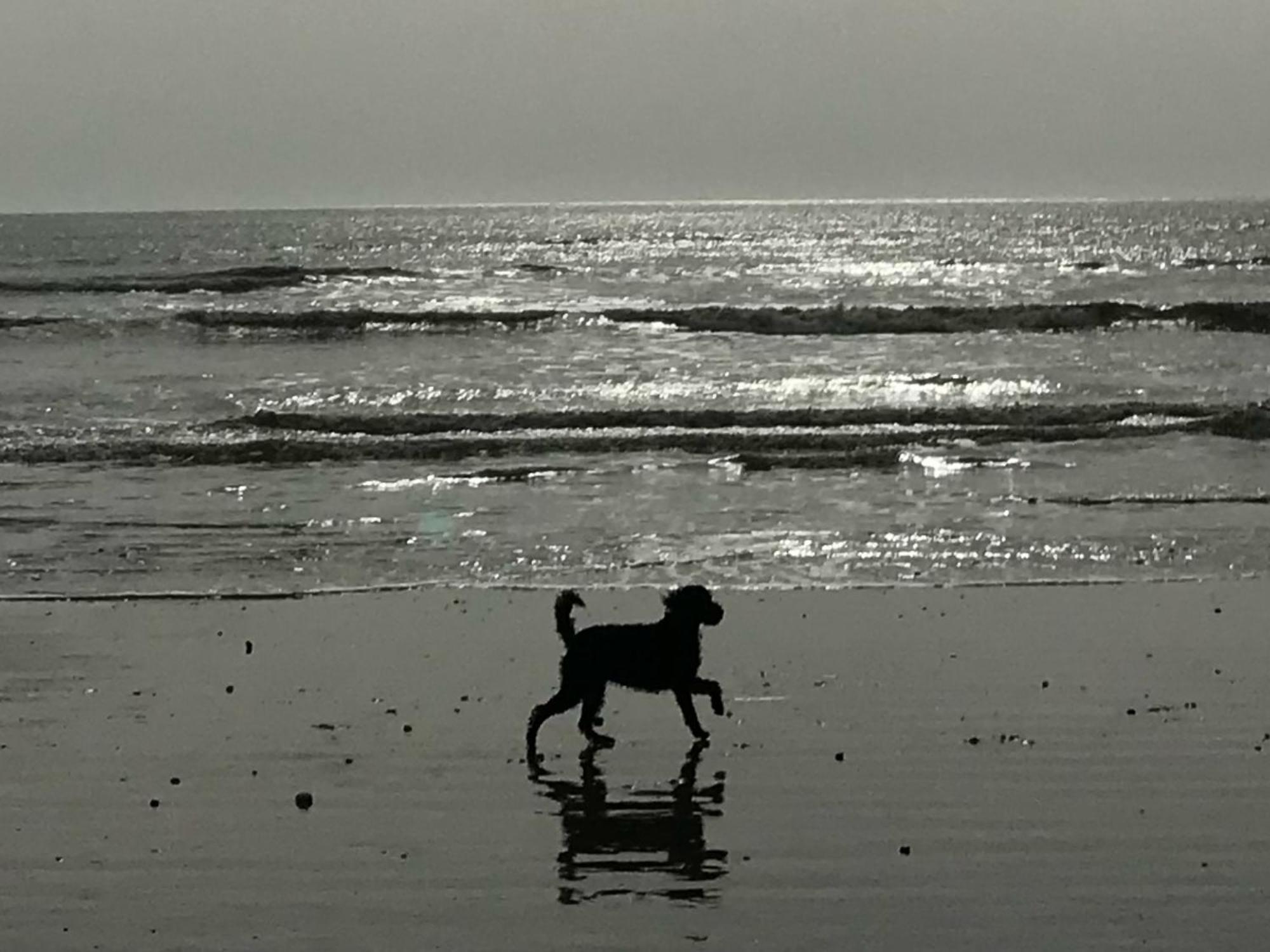 Elegant York House - On A Beach Road, Sleeps 12, With Sea Views Worthing Luaran gambar